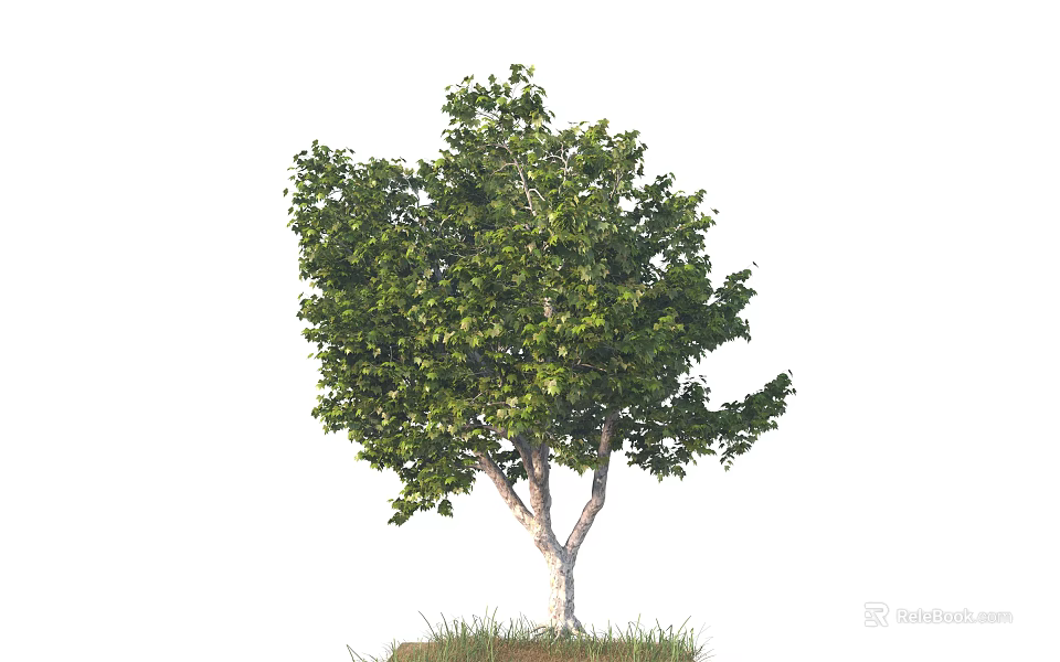Lush Green Leafy Tree with White Trunk Standing on Grass 3d model