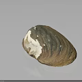Natural Clam Shell With Brown White Color And Shiny Textured Surface On Black Background