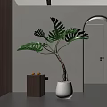 Modern Interior With Potted Monstera Plant Large Green Leaves In White Pot And Wooden Cabinet