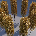 Golden Leaf Arbor Trees In Outdoor Landscape With Tall Trunks And Lush Foliage