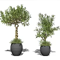 Olive Tree Bonsai Potted Plants With Twisted Trunk And Gray Textured Ceramic Pots