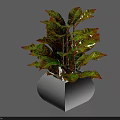 Bonsai Potted Plant with Colorful Variegated Green Yellow Red Leaves in White Square Pot