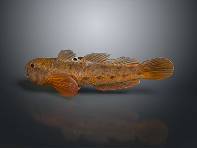 Orange Finned Brown Fish With Detailed Body Features Displayed On Gray Background 3d model
