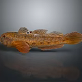 Orange Finned Brown Fish With Detailed Body Features Displayed On Gray Background
