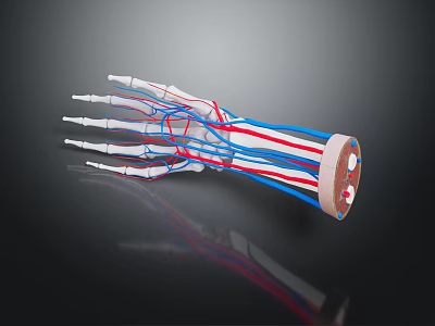 Detailed Medical Device 3D Hand Skeleton And Blood Vessel Anatomical Model 3d model