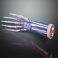 Detailed Medical Device 3D Hand Skeleton And Blood Vessel Anatomical Model
