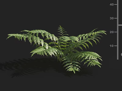 Lush Green Fern Plant With Fresh Fronds And Natural Bushy Foliage 3d model