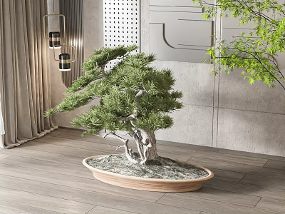 Pine Bonsai Tree in Oval Wooden Pot on Modern Interior Wooden Floor with Gray Wall 3d model