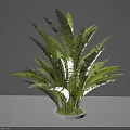 Green Leafy Plant With Large Lush Leaves In White Pot For Indoor Home Decor