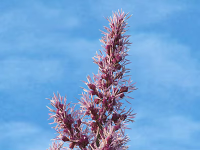 Tall Shrub With Purple Flowers Against Blue Sky And White Clouds 3d model