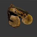 Fresh Organic Ganoderma Mushroom With Natural Shape And Vibrant Colors