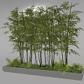 Tall Lush Bamboo Growing in Concrete Planter with Small Green Plants