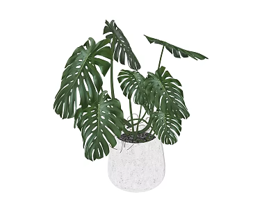 Monstera Potted Plant With Large Split Leaves In White Textured Pot 3d model
