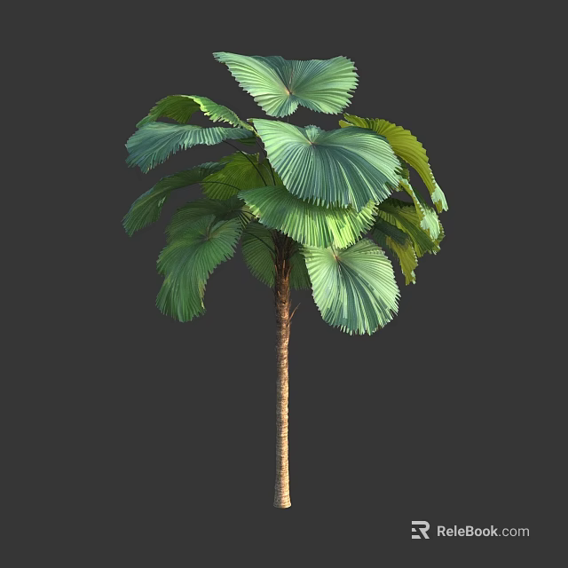 Fan Palm Tree With Large Green Fronds And Slender Trunk 3d model 
