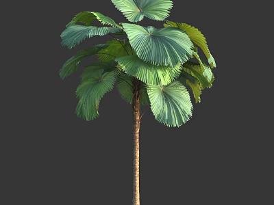 Fan Palm Tree With Large Green Fronds And Slender Trunk 3d model