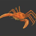 Red Crab With Large Claws On Black Background And Shiny Reflection
