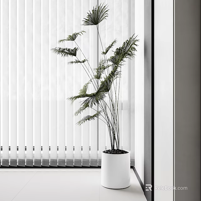 Bonsai Potted Plant In White Pot With Slender Stems And Green Leaves By Indoor Window 3d model 