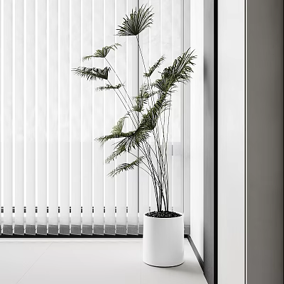 Bonsai Potted Plant In White Pot With Slender Stems And Green Leaves By Indoor Window 3d model