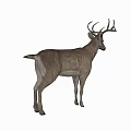 Brown Scaled Reptile With Horned Head Standing In Natural Habitat And Long Legs