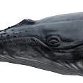 Large Aquatic Whale With Fins Swimming In Deep Ocean Waters