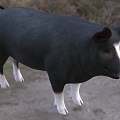 Modern Buckshire Pig Animal Creatures 3d model