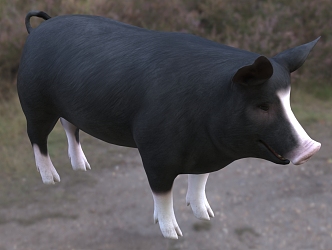 Modern Buckshire Pig Animal Creatures 3d model