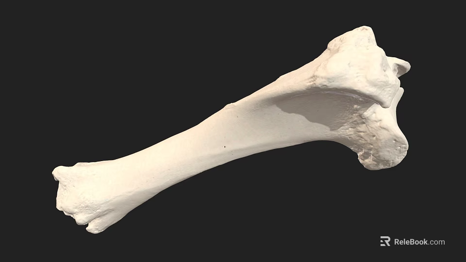 Detailed White Long Bone Skeletal Specimen Isolated on Black Background 3d model 