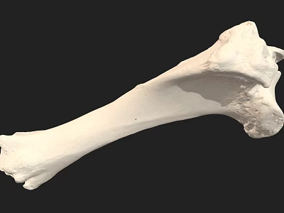 Detailed White Long Bone Skeletal Specimen Isolated on Black Background 3d model