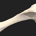 Detailed White Long Bone Skeletal Specimen Isolated on Black Background