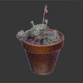 Succulent Plant in Terracotta Pot with Green Leaves and Pink Flower Stem