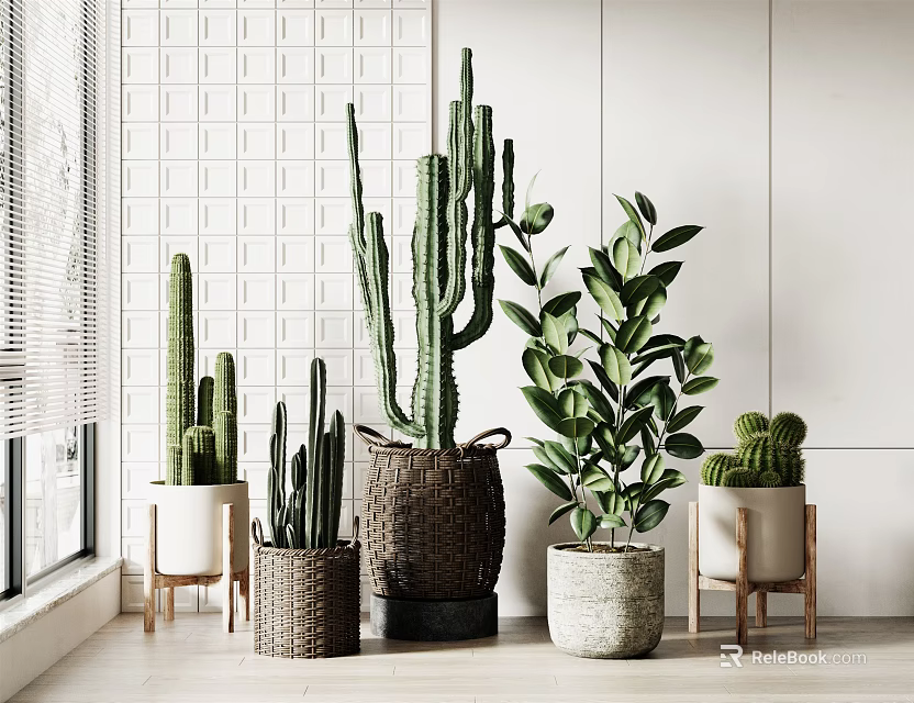 Potted Plants Display In White Room With Window Blinds Cacti Green Plants And Wooden Stands 3d model 