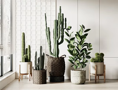 Potted Plants Display In White Room With Window Blinds Cacti Green Plants And Wooden Stands 3d model