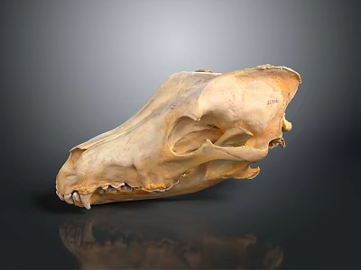 Detailed Animal Skull With Natural Bone Texture Sharp Teeth And Skeleton On Dark Reflective Surface 3d model