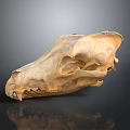 Detailed Animal Skull With Natural Bone Texture Sharp Teeth And Skeleton On Dark Reflective Surface