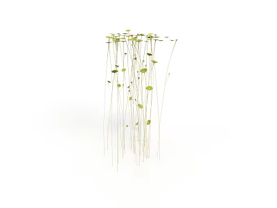 Hanging Green Plants with Slender Stems and Small Leaves Against White Background Showcasing Drooping Growth 3d model