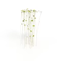 Hanging Green Plants with Slender Stems and Small Leaves Against White Background Showcasing Drooping Growth