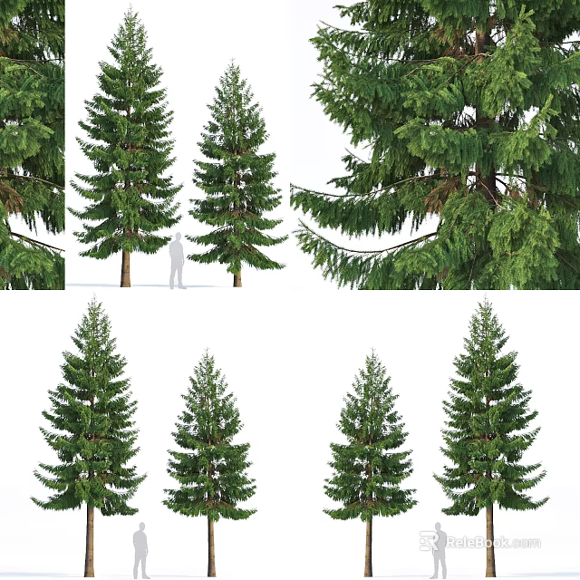 Evergreen Arbor Trees Of Different Sizes With Dense Green Foliage For Landscaping 3d model 