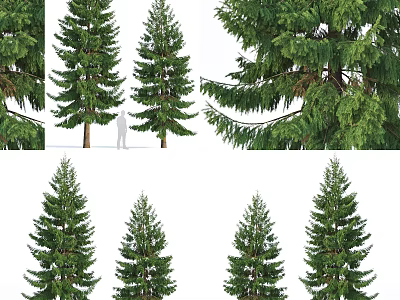 Evergreen Arbor Trees Of Different Sizes With Dense Green Foliage For Landscaping 3d model