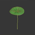 Vibrant Green Lotus Leaf Plant With Long Stem On Smooth Gray Background Surface