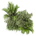 Dense Green Shrubs With Lush Palm Leaves And Fresh Grasses In Garden