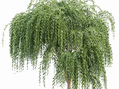 Graceful Weeping Willow Arbor With Lush Green Hanging Branches And Foliage 3d model