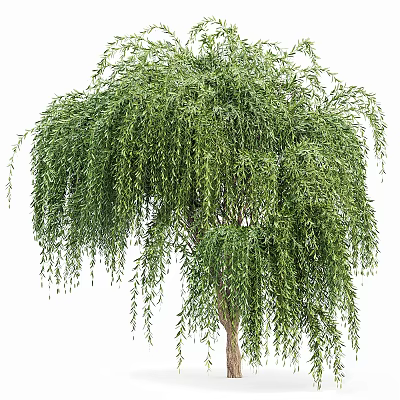 Graceful Weeping Willow Arbor With Lush Green Hanging Branches And Foliage 3d model