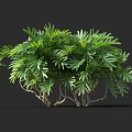 Green Plant With Lush Leaves And Curved Trunks On Dark Background