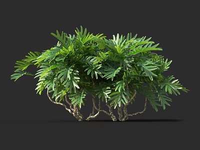 Green Plant With Lush Leaves And Curved Trunks On Dark Background 3d model
