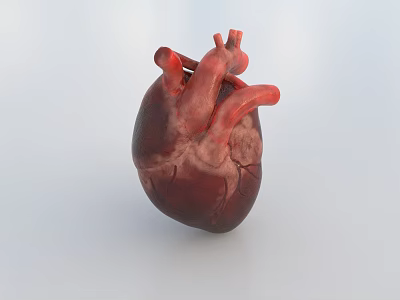 Detailed 3D Rendered Human Heart Model Showing Chest Organ Anatomical Structure 3d model