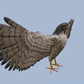 Eagle With Spread Wings And Yellow Talons Soaring Through Blue Sky