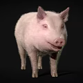 Cute Pink Pig Standing Against Black Background In Studio Setting