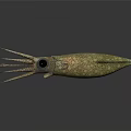 Squid With Large Eyes And Long Tentacles On Dark Background Showing Smooth Body Detailed View