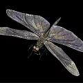 modern dragonfly 3d model