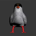 Bird With Black Head Orange Beak Gray Body And Red Feet Standing
